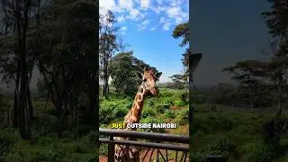 How Did One Giraffe Spark a Conservation Movement in Kenya?