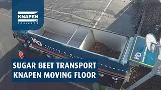Sugar beet transport with Knapen Trailers