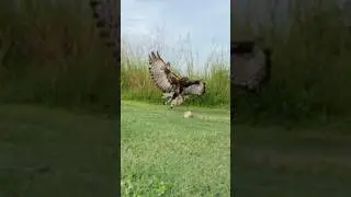 Hawk eagle hunting bird of prey #nature #birds #eagle #hunting