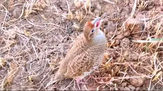 Grey Francolin Teetar Sound