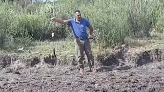 TREMENDA ANGUILLA ,TARARIRAS NOS VISITARON LAGARTOS Y UN TATU