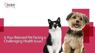 Veterinarian-Recommended Natural Pet Supplements for Dogs & Cats | The Ask Ariel Story