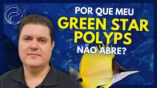 POR QUE MEU GREEN STAR POLYPS N&Atilde;O ABRE?