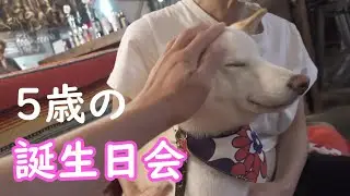 自分が主役の誕生日会を最高に満喫しちゃった柴犬がこちら(笑)