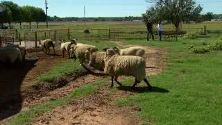 Genetic research could unlock breeding seasons in sheep