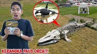 Drone Menangkap Nampak Kerangka Paus Orca Terdampar Disawah?? | Mikael Family