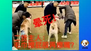 Смешные перепалки собаки и хозяина: кто король юмора?