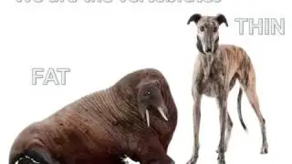 THE VERTEBRATES SONG