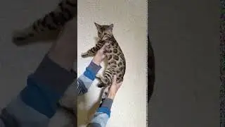 Бетховен