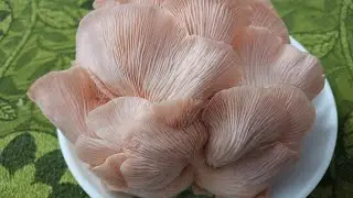 Learn how to grow organic Pink Oyester Mushroom even in a small space year around at a cheap cost.