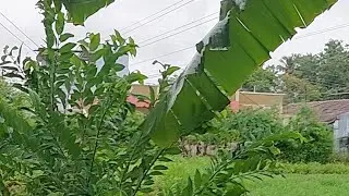 LIVE | Morning Vibes | Drizzling @our Farm | Rainy Morning | Modern Mangai