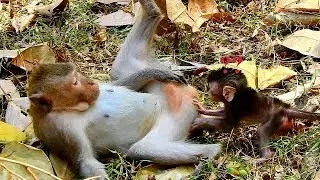 Amazing Mom Duchess Teach Special Skill To Her Baby Duke | What Style Teach Skill of Mom Duchess?