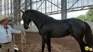 CABALLOS DE ORO-CABALLOS AZTECAS DE GRAN PORTE Y BELLEZA INCREIBLE-FESTIVAL EL CABALLO Y SU MUNDO.