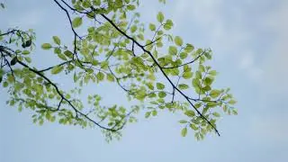 Oraci&oacute;n a los Silfos