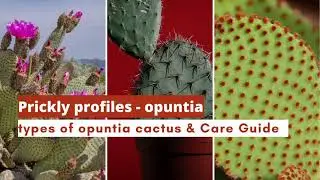 Prickly profiles: opuntia cactus types and opuntia cactus care - angel wings prickly pear
