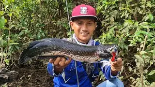 LUAR BIASA..!! REJEKI MASUK KE DALAM SEMAK BELUKAR DAPAT IKAN GABUS BESAR BANGET