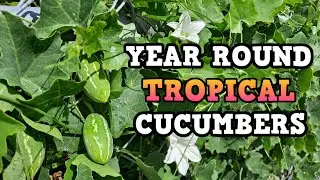 Grow this Prolific PERENNIAL CUCUMBER | Ivy Gourd | Tindora