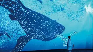 台中海洋館｜Panasonic PT-RQ35 投影工程｜沉浸式投影 | Projection Mapping