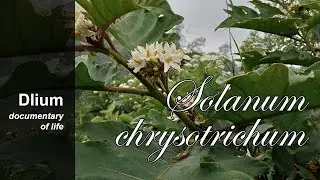 Giant devil's fig (Solanum chrysotrichum) - part 3