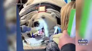 Anchorage polar bear undergoes root canal