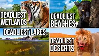 All 5 Ranking Deadly Ecosystems Videos That I Have Ever Made