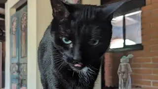 Pet sitting three cats and keeping them happy, healthy and entertained!