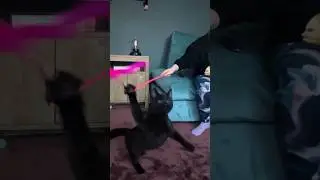 Merlin the Kitten gets jumping. #cat