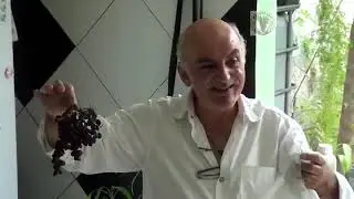 1334 ) – COMO  ENSACAR FRUTAS  E UVAS EM GERAL COMO USO DE SACO DE TULE.