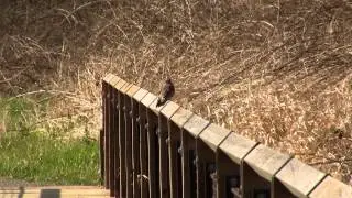 Norther Flicker; Courting. Шилоклювый дятел, ухаживание (1718sp)