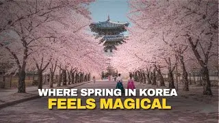 The Best Spring Festivals in Korea That You Must Visit 