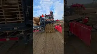 Harvesting CENTIPEDE With Our ROBOMAX ##robomax ##sodfarm #centipede #Harvester  #sod