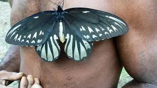 10 largest species of butterflies in the world  #top10 #butterfly#animalvibes  #animalworld#animals