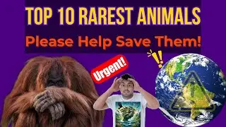 Meet the Rarest of the Rare: Top 10 Critically Endangered Animals Worth Saving