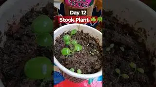 Grow Stock From Seeds |How to sow Stock|मैथिओला को बीज से लगाए|Stock Seeds Germination Day 12#stock