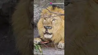 Lion King Movie Recap in 60 Seconds! 🦁👑 #disney #disneyfan #lionking #lionkingmovie #movierecap