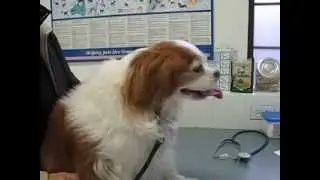 King Charles Spaniel, Head bobbing  Oct. 31 2013