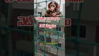 Monkey Safety Net