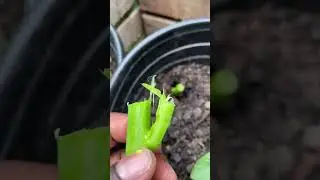 How to grow callaloo #callaloo
