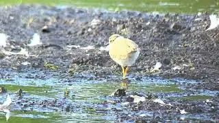 Filmpje 1 van een kleine plevier op de Kattesteertvijver. Dinsdagavond 5 /08 /2025 #andrenuyens 