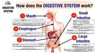 How the Digestive System work