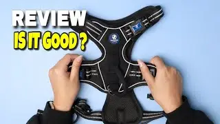 Best dog harness for medium dogs