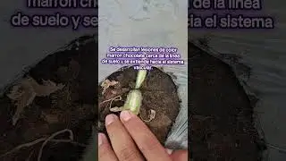 Fusarium Oxysporum #plantas #agro #agricultura #agronomia