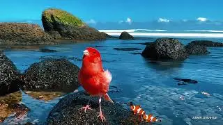 Red Canary Singing by the Seaside Rocks | Relaxing Birdsong & Ocean Ambience