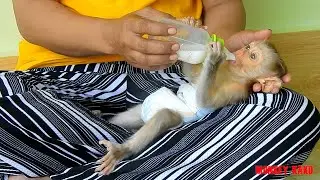 Baby Monkey, Tiny Nina Hungry And Request Mom Drink Milk Routine