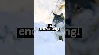 Crazy facts about Animal called Dingo
