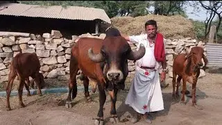 One of the best gir cow collection Gujarat #gaushala #bull #cows #cattle #calf #girbull