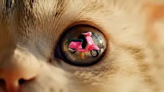 Seekor anak kucing mendapatkan kado sebuah skuter.