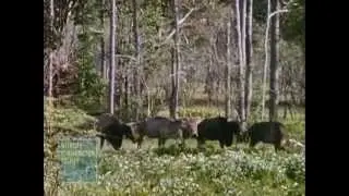 Only Known Footage Of Extinct Wild Ox | Video