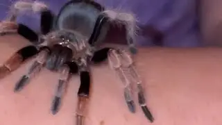First Video feeding my venomous Arachnids! ❤️