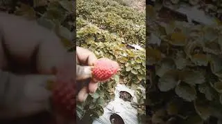 Strawberry farm tour...